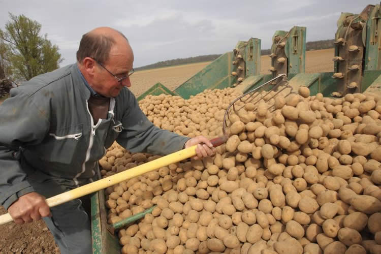 法国农民倒掉土豆