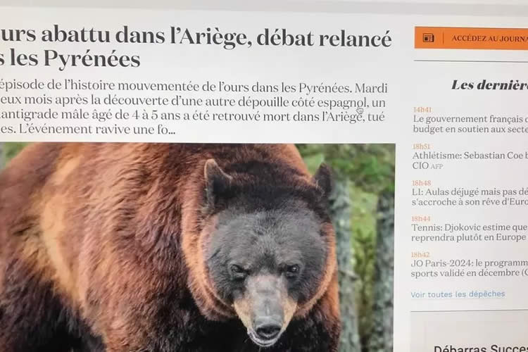 法国比利牛斯山一头棕熊被击毙