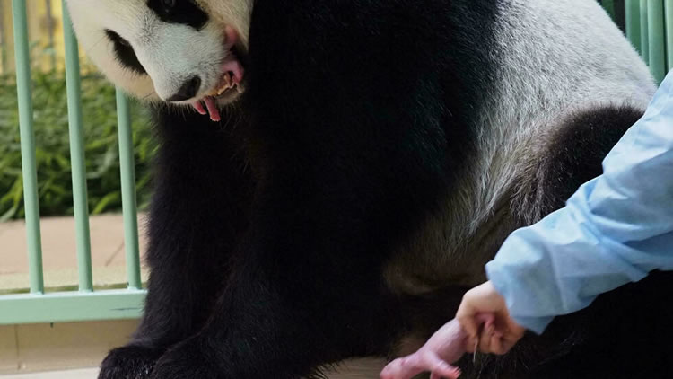 大熊猫欢欢生下两只熊猫宝宝